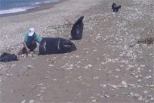 Ak�akoca Belediyesi Plajlar� Temizliyor